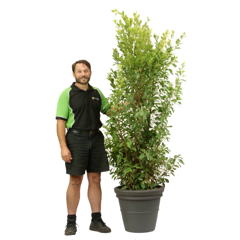 Plant height